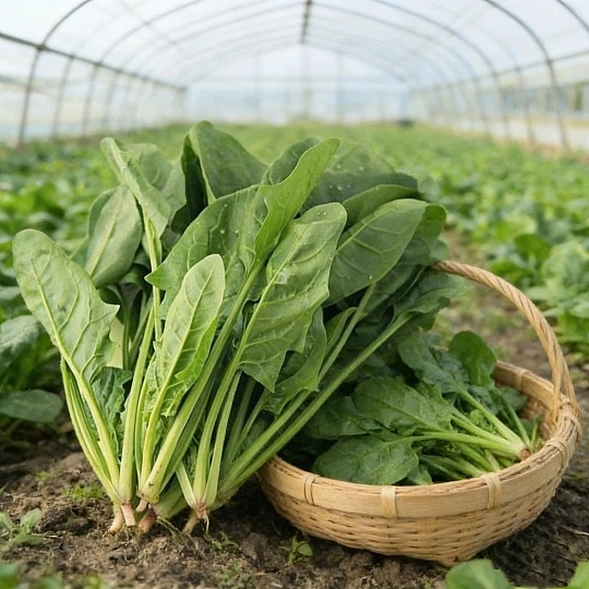 清明养生重在疏肝健脾祛湿清明时节阳气渐升、湿气加重，养生重在疏肝、健脾、祛湿。此