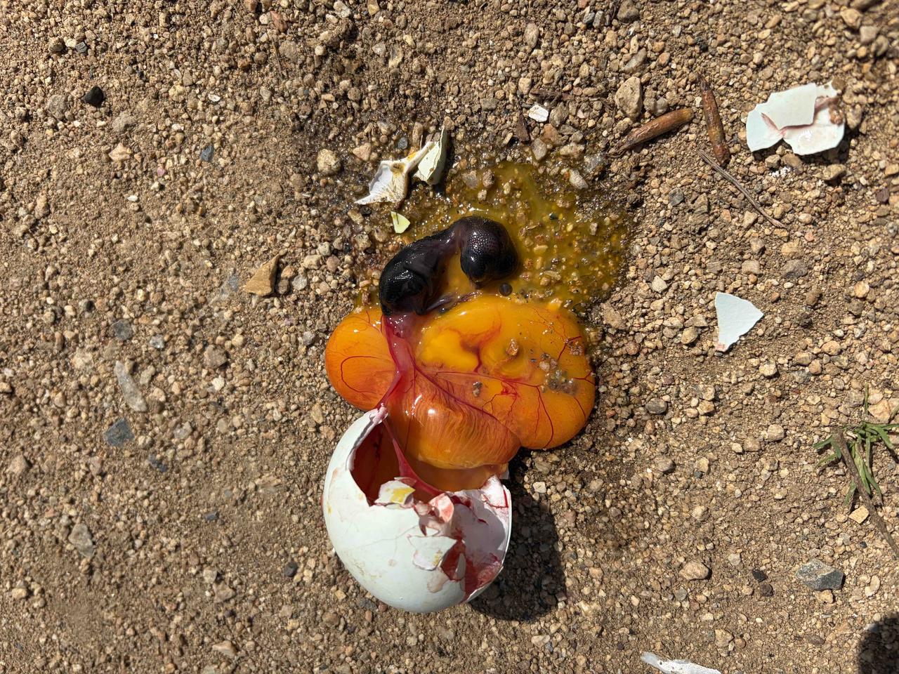 母鸡孵蛋的第13天，破了一个，我不禁好奇，离出壳还有8天的小鸡会是啥样呢？

 