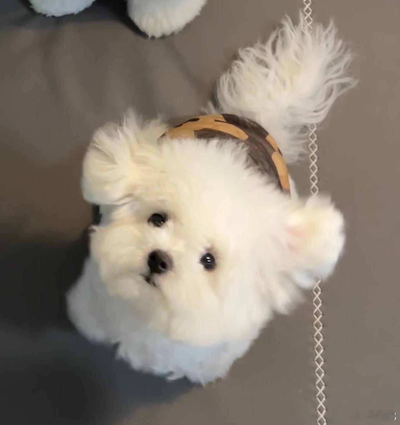 卧槽有狗 