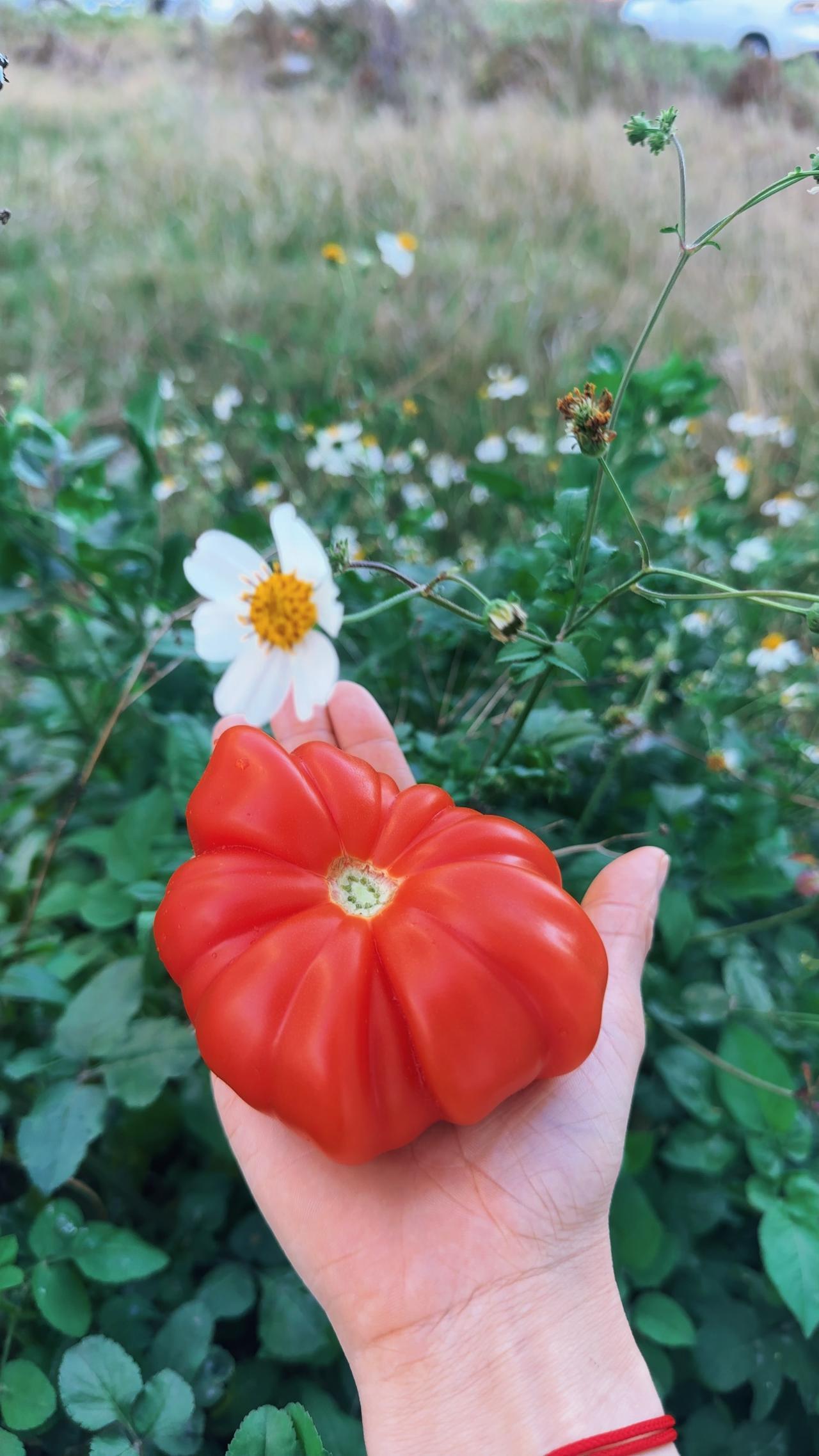 你们吃过这样的番茄吗？

比起超市里圆形的番茄，我查了一下叫马蹄番茄，不知道准不
