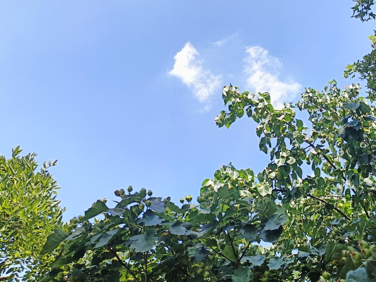 偏爱繁花盛放、姹紫嫣红的烂漫，更喜瓜果盈枝、丰收在望的踏实。