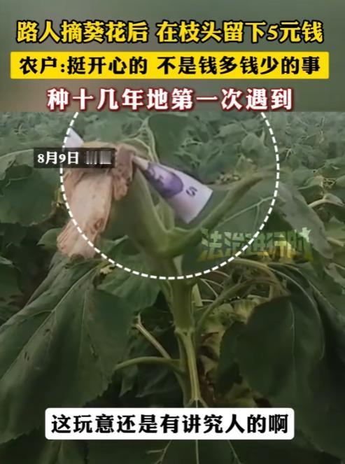 “真有良心！”8月9日，新疆，一男子种植了大片的葵花，然而，经常有人偷偷摘，不曾