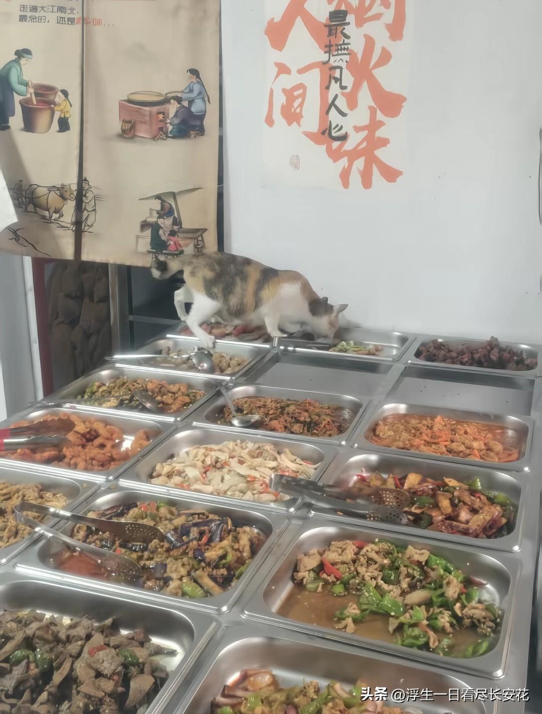 广东河源这家自助快餐店的老板，大概怎么也想不到，自己店里最先"出圈"的，不是哪道