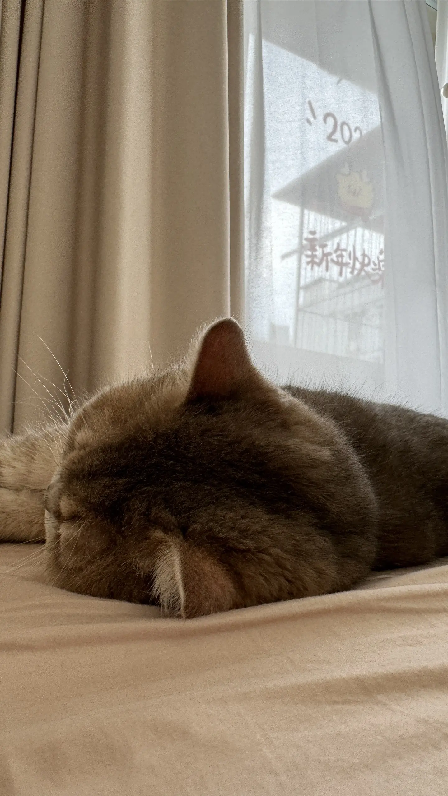 最近的猫都是一会长在床上，一会长在地上。据说这是床上消失术！