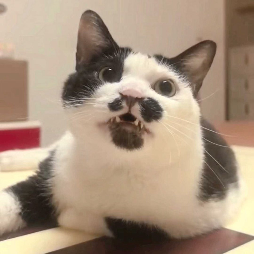 我可不是什么好惹的海豹！daily奶牛猫 （投稿：） 