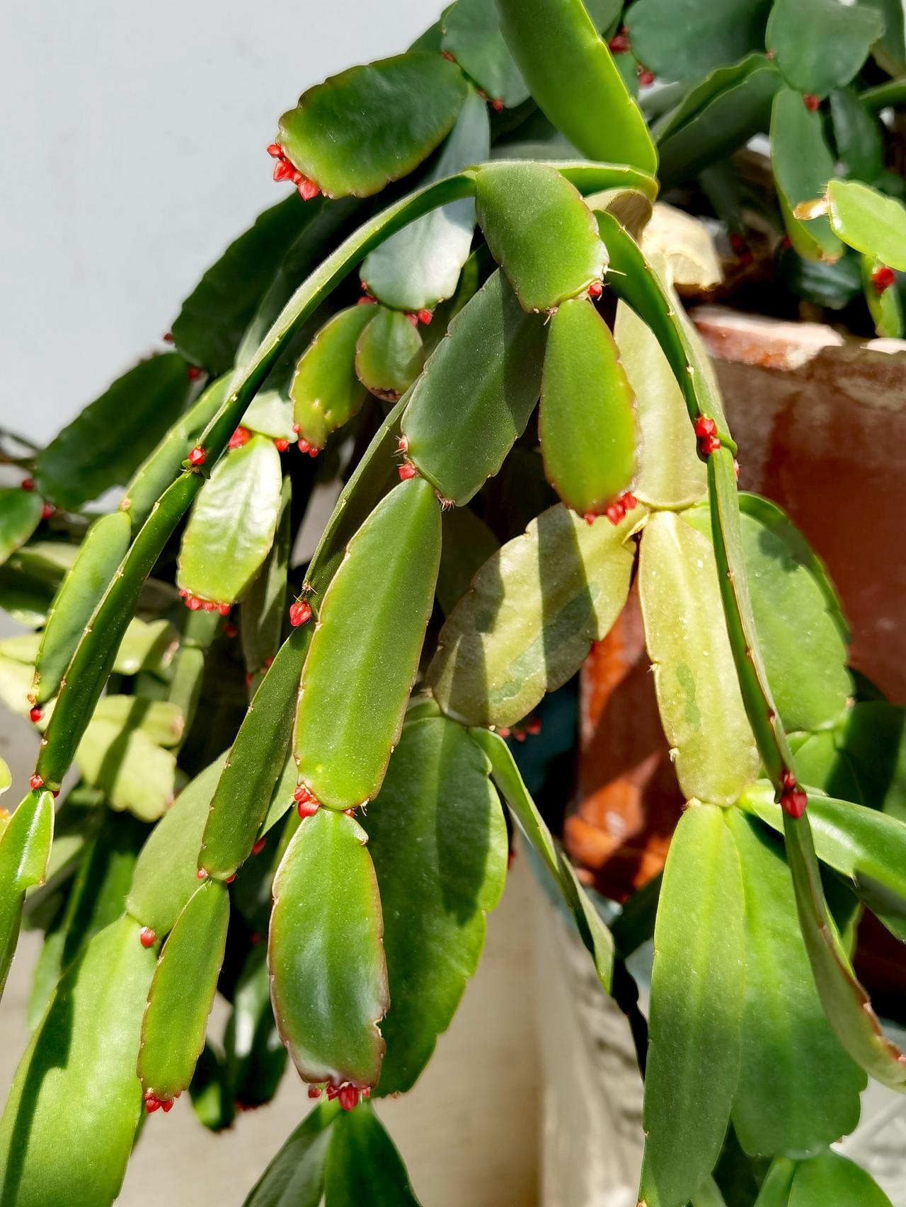 今日星星点点，
红星配绿叶。
​他日繁花怒放，
​绿叶配红花。
​人生亦如此，