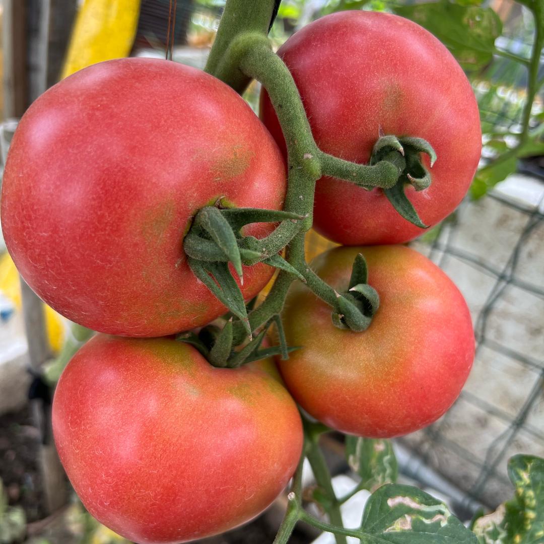 楼顶的种菜放松