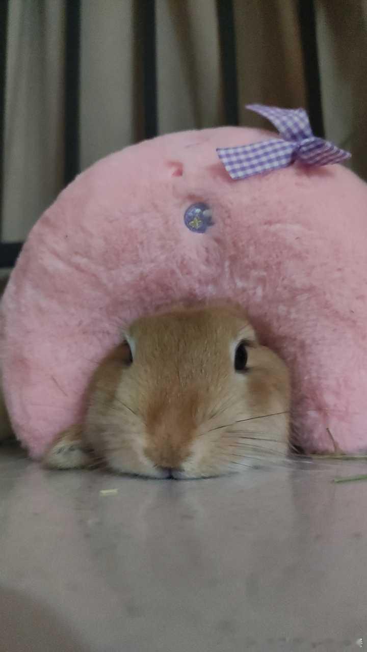 13659🐇【小稚】伸缩款焦糖妙脆角 