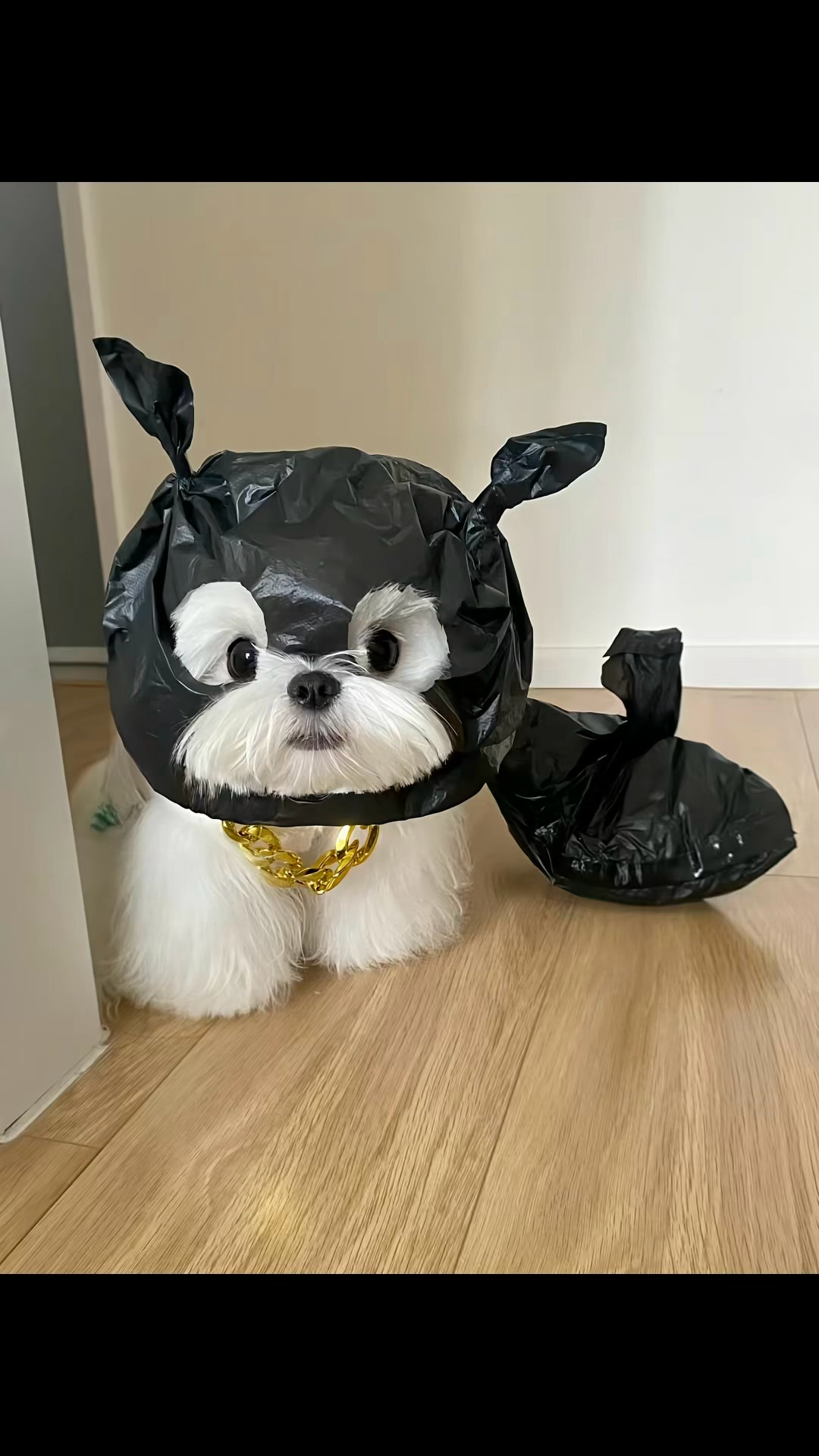 这是我给你找的拍进宝大师课[园丁] ​​​