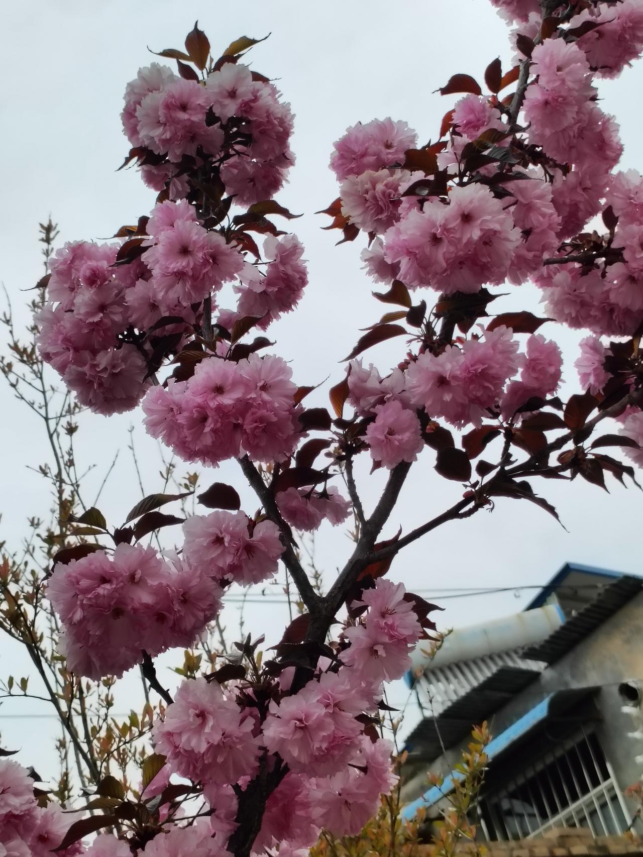 晒图笔记大赛晚樱开得热烈又温柔，粉云缀满枝头，把春日的浪漫都揉进了花瓣里。风一吹