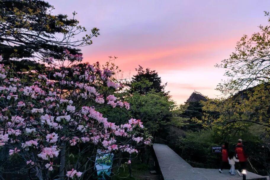 五月黄山是“云端”花海

这篇给你一口气讲清楚  
黄山杜鹃到底特别在哪
值得去