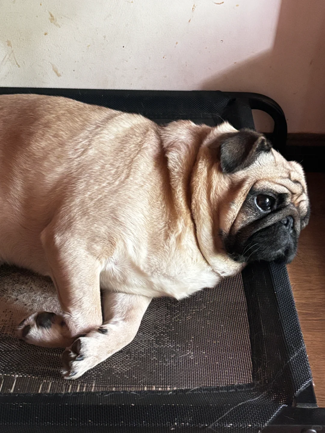 思考狗生