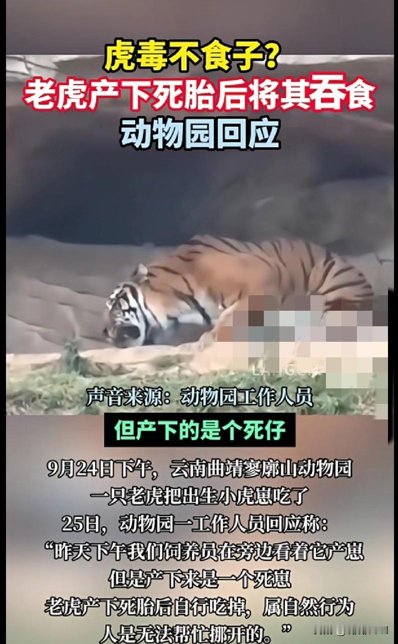 “家人们快看！‘虎毒不食子’竟然被打破？云南一只老虎产下死胎后把它吃了，动物园的