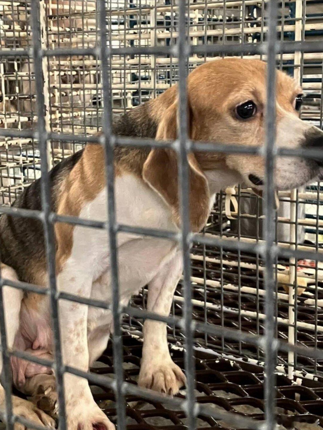 美国大型比格实验犬繁殖基地永久关闭美国威斯康星州一家长期为科研机构繁殖实验用比格