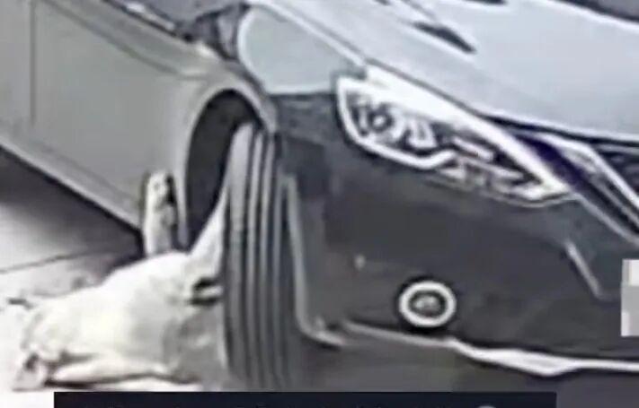 李老汉的这条胖狗，动作迟缓，还喜欢到处乱窜。这不，被车轧了！
好家伙，这可把李老