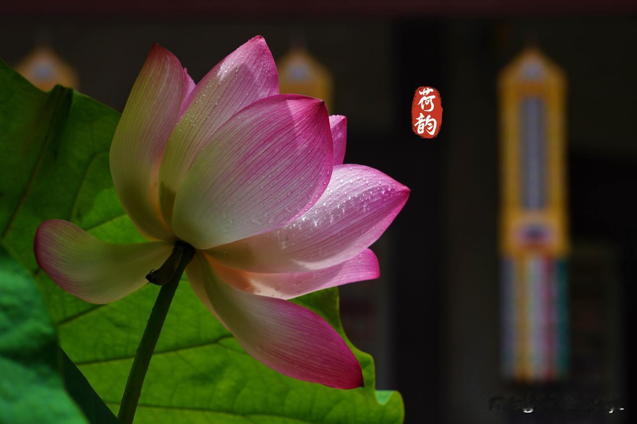 六榕寺雨雾莲花
晴、雨、再加烟雾的莲花开的特别娇艳迷人。
【原创摄影】
拍摄时间