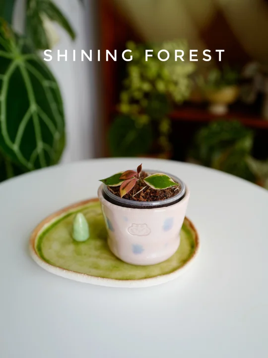 🍬谁能拒绝甜份超标的巴克恩外锦球兰？