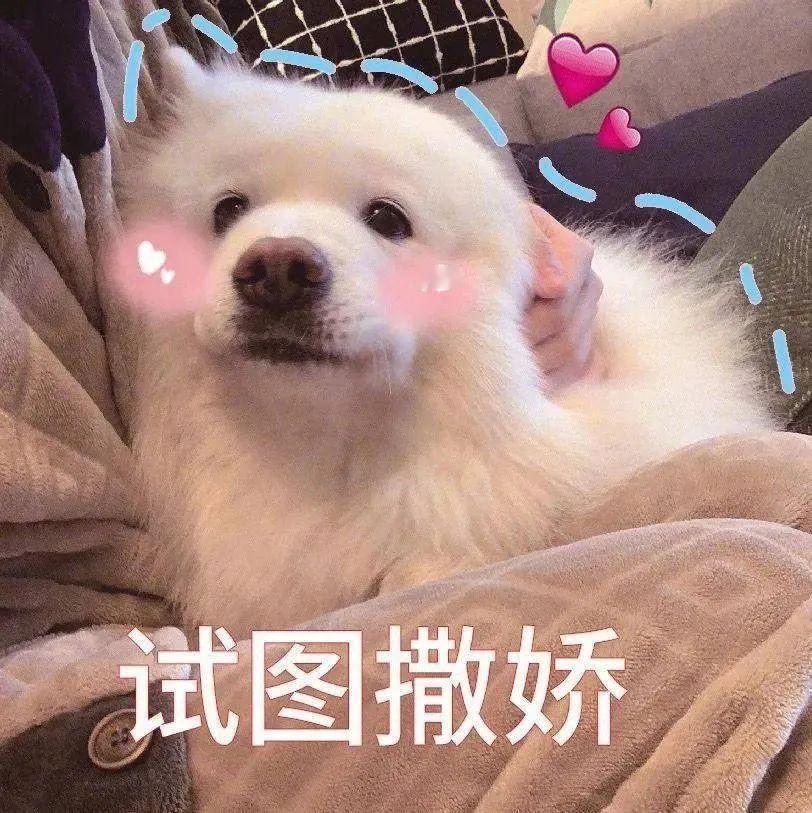 用沙雕表情包，让每一次聊天都值得期待！ 更新不易，拿图点赞[心]更多表情包请看主