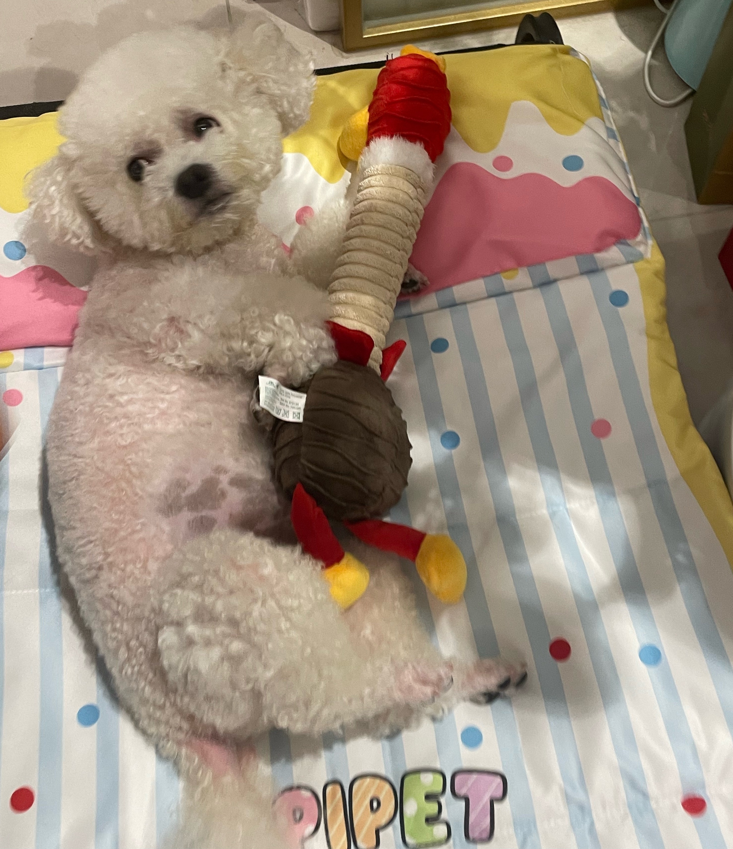 抱着玩具睡觉的小狗～晚安😴 