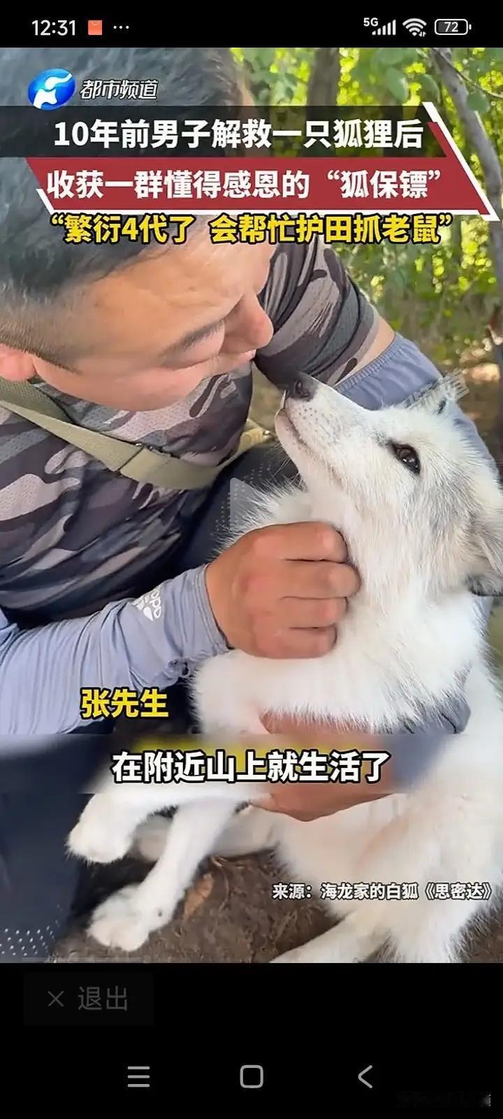这哪里是狐狸？分明是知恩图报的“灵兽”！十年前那个寒冷的冬天，男子发现受伤白狐时