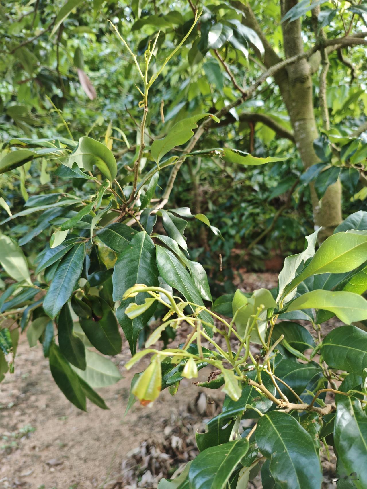 荔枝园里藏着真高手
昨天逛荔枝园撞见老果农的神操作，直接把我看愣了。
满园嫩梢刚