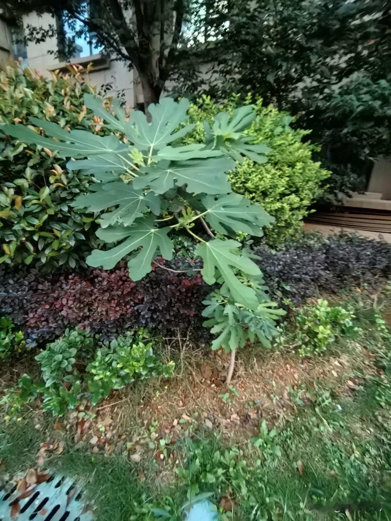 连日大雨，窗外一片蛙声。久违的老家的夏日，又回来了，静谧的夏夜，蛙声给夜晚带来生