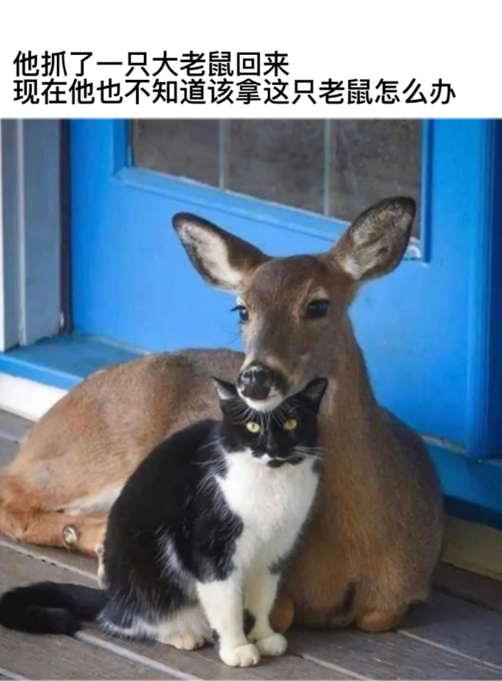 难办#今日memes##我的幽默搭子##定格# ​​​