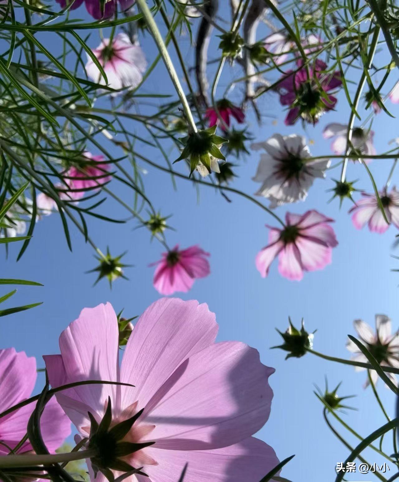 同事之间不能说太多话，不做显眼包，做好自己的事就好。

但领导让我做了显眼包，本