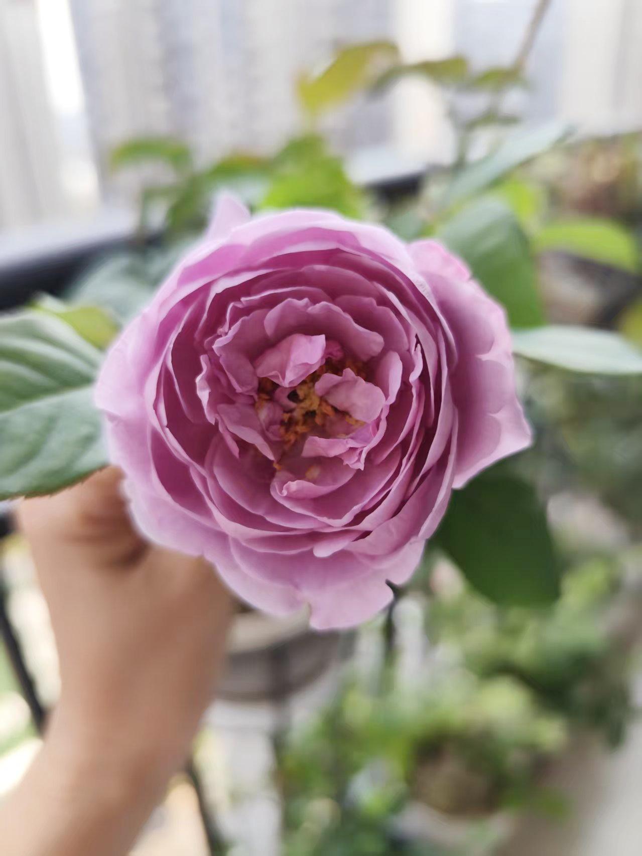 这棵蓝色风暴月季从一颗小苗开始生长，这次是开得最漂亮的一次。一直以来我种花都非常