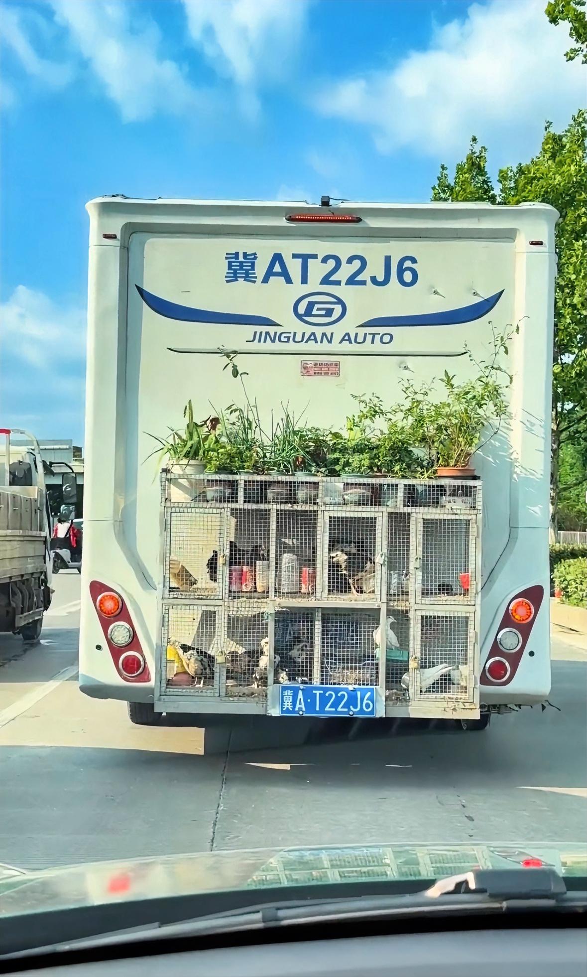 网友分享老奶奶带鸡鸭鹅旅行，实现了诗与远方的生活。

网友拍到旅行房车后面装配鸡