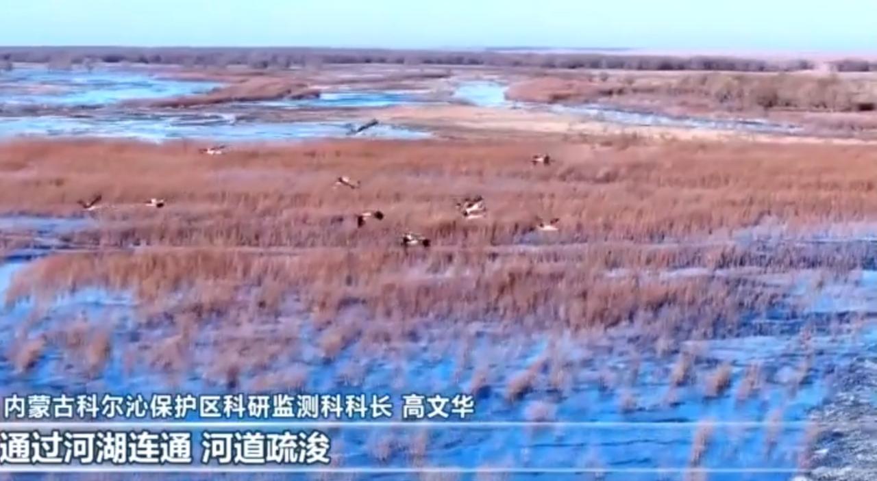 春日湿地焕生机，候鸟翩跹赴家园。内蒙古科尔沁保护区通过河湖连通、河道疏浚，持续改