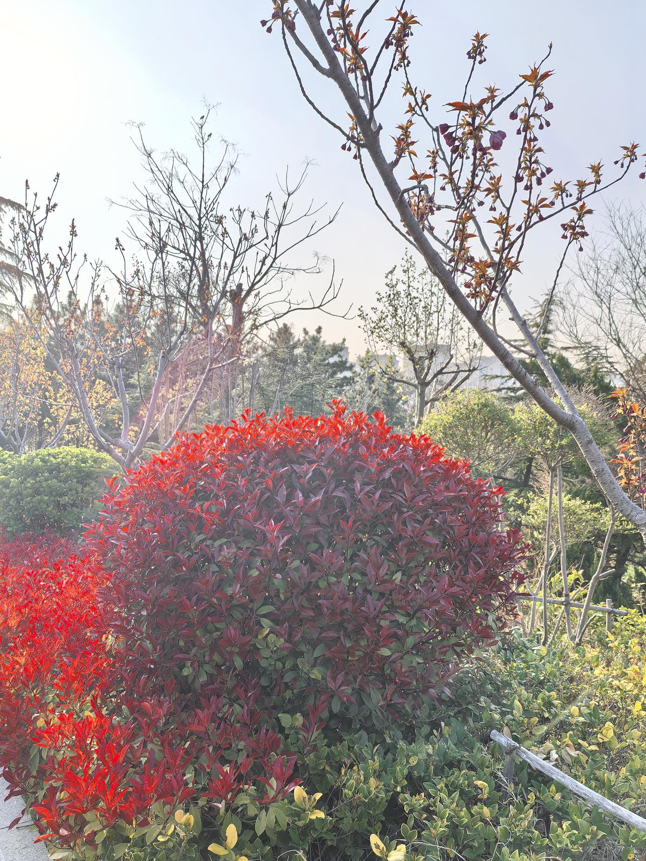 今天是小区北邻大集。
早上起来的早，简单的吃点饭，陪着老伴准备去赶集，能买到新鲜