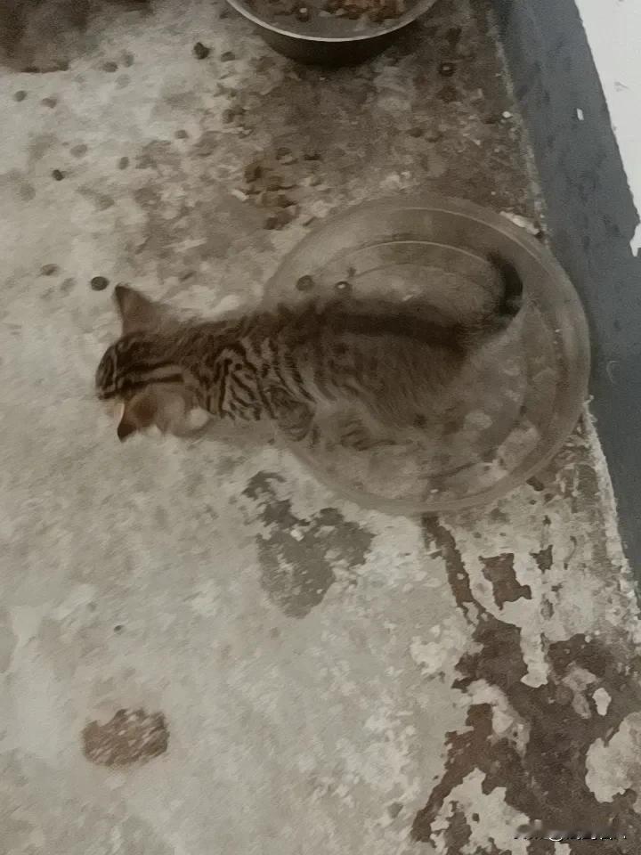 老猫妈妈带着六只小猫在活动！