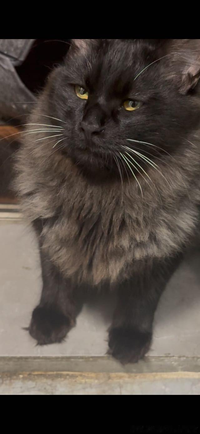 49129【丑猫超绝头身比 