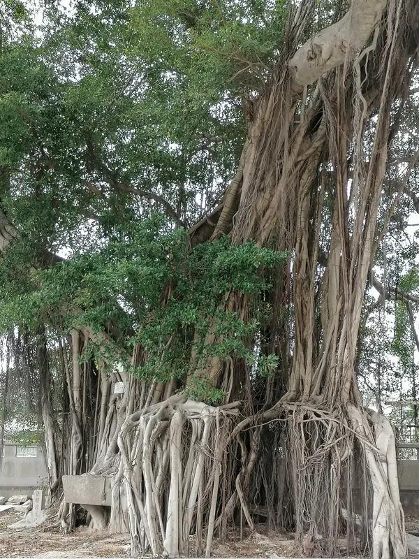 《戏说榕树》
一把长髯垂过腰，
活脱关羽怒提刀。
彪形大汉身雄健，
威武将军意气