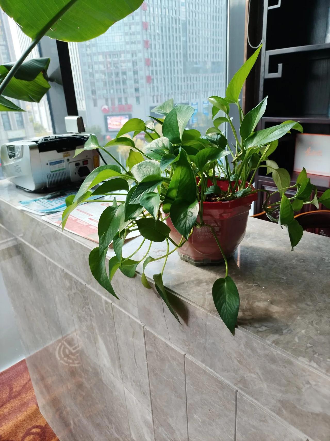 我就想问问你们，这三盆花是什么植物？

如果全能答上来，那你真的就是植物界的精英