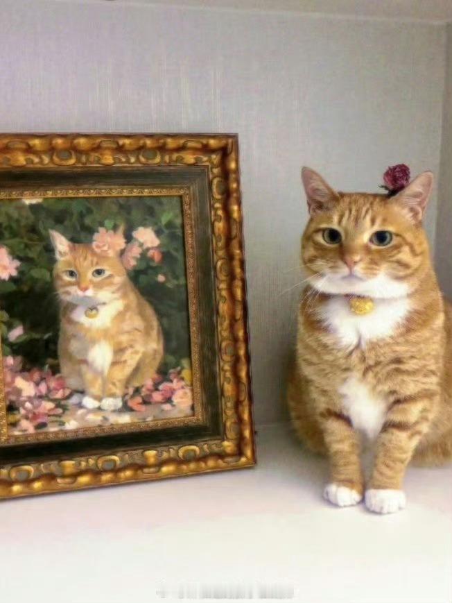 #香格里拉古城满大街都是猫皮制品#会有猫的🐈 ​​​