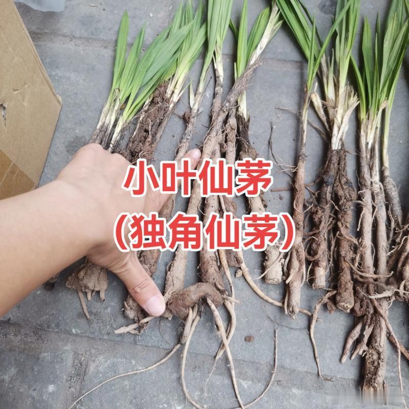 仙茅辨性：闭精守真非兴阳之品论昔人谓仙茅助阳，余独辨其非然。仙茅之气虽温，其性却