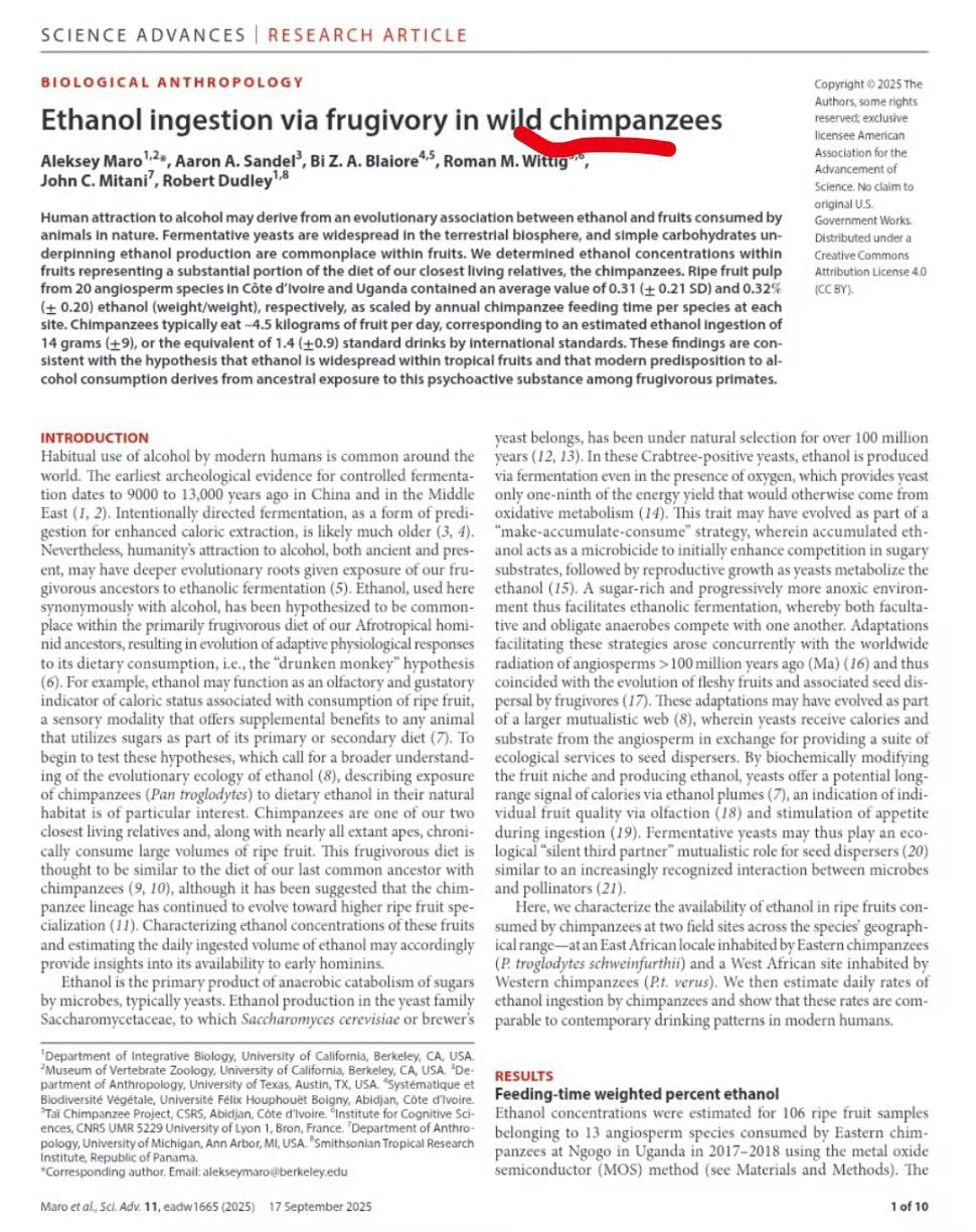 浆果类水果简直是来报恩的人类早期饮酒可能也来自浆果。¹ 研究发现，现在乌干达、科