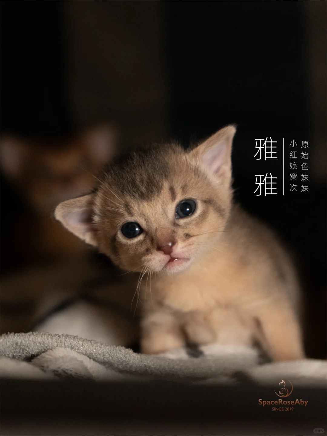 大家好，我们是涂山三姐妹～