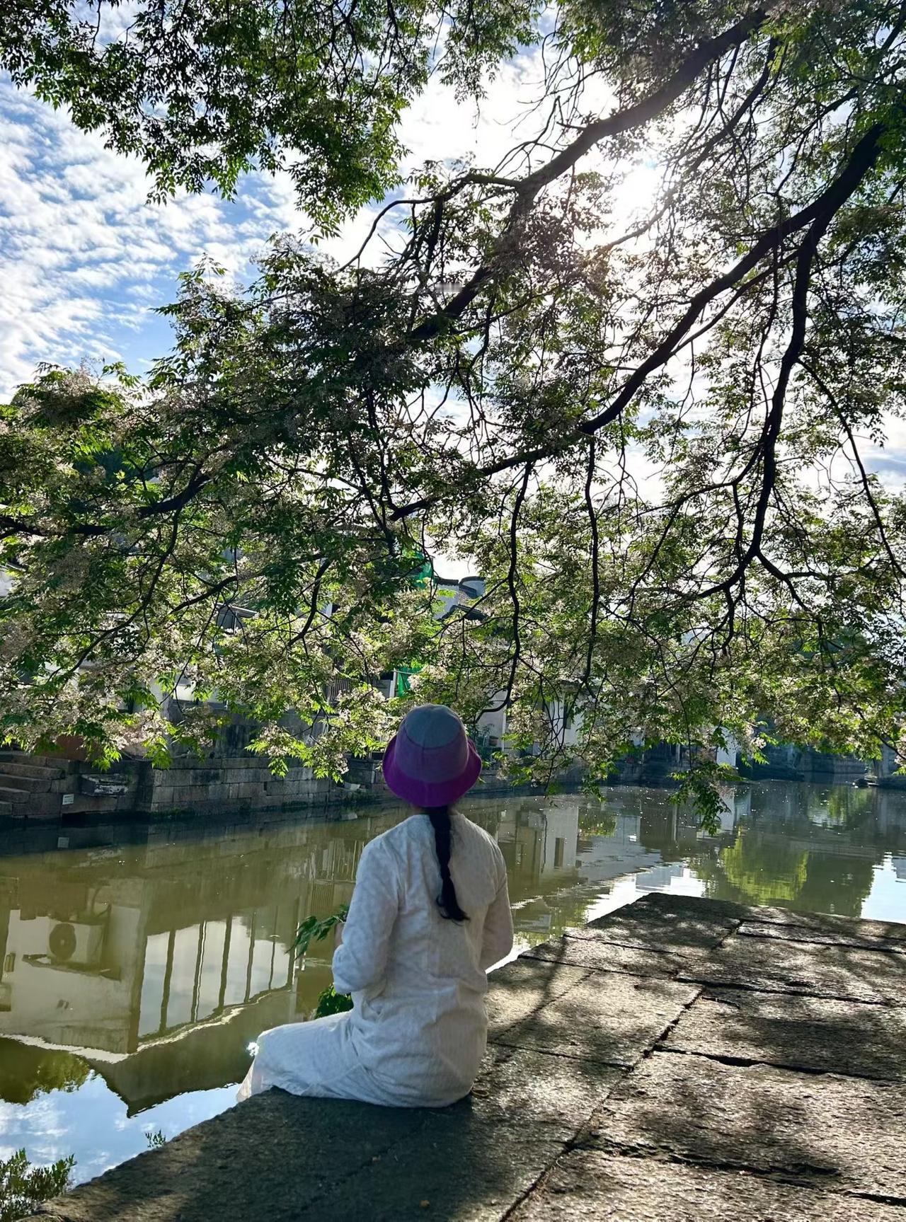 5月9日广宁桥苦楝树下。苦楝树 苦楝花 绍兴苦楝树