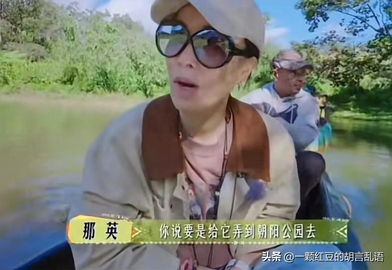 被环尾狐猴萌化的那英问：“如果把它们带回北京朝阳公园，它们能活吗？”陈数说：“不