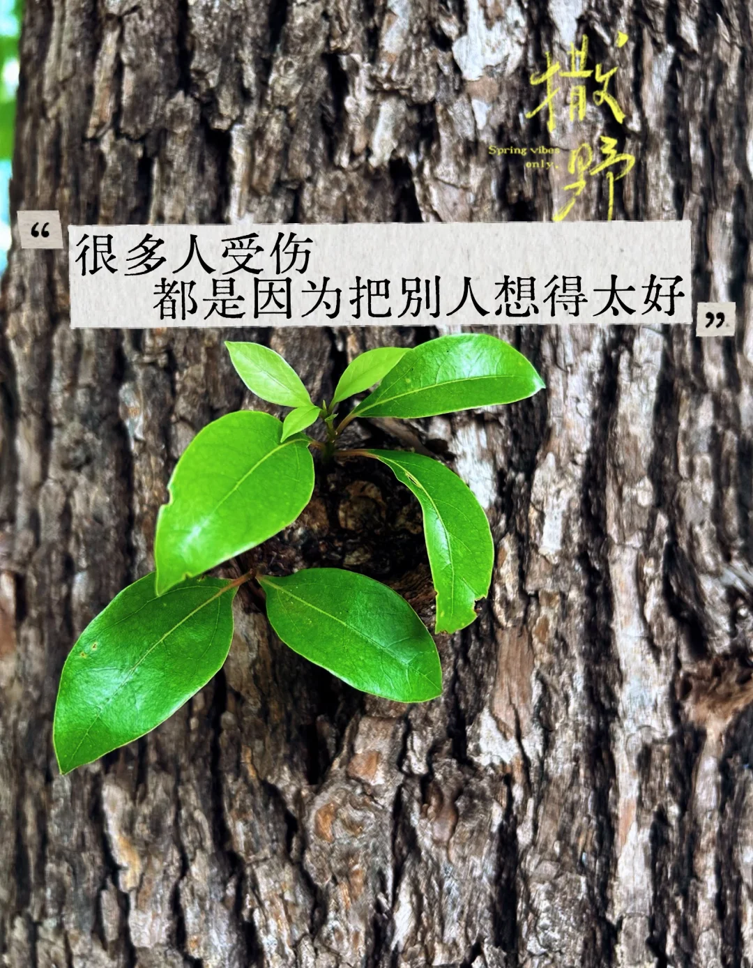 很多人受伤都是因为把别人想得太好
