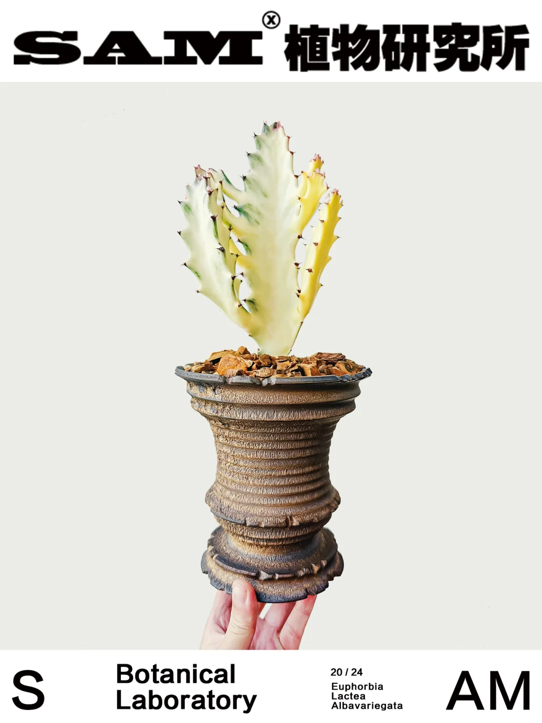 白龙骨锦｜Euphorbia Lactea ‘Albavariega