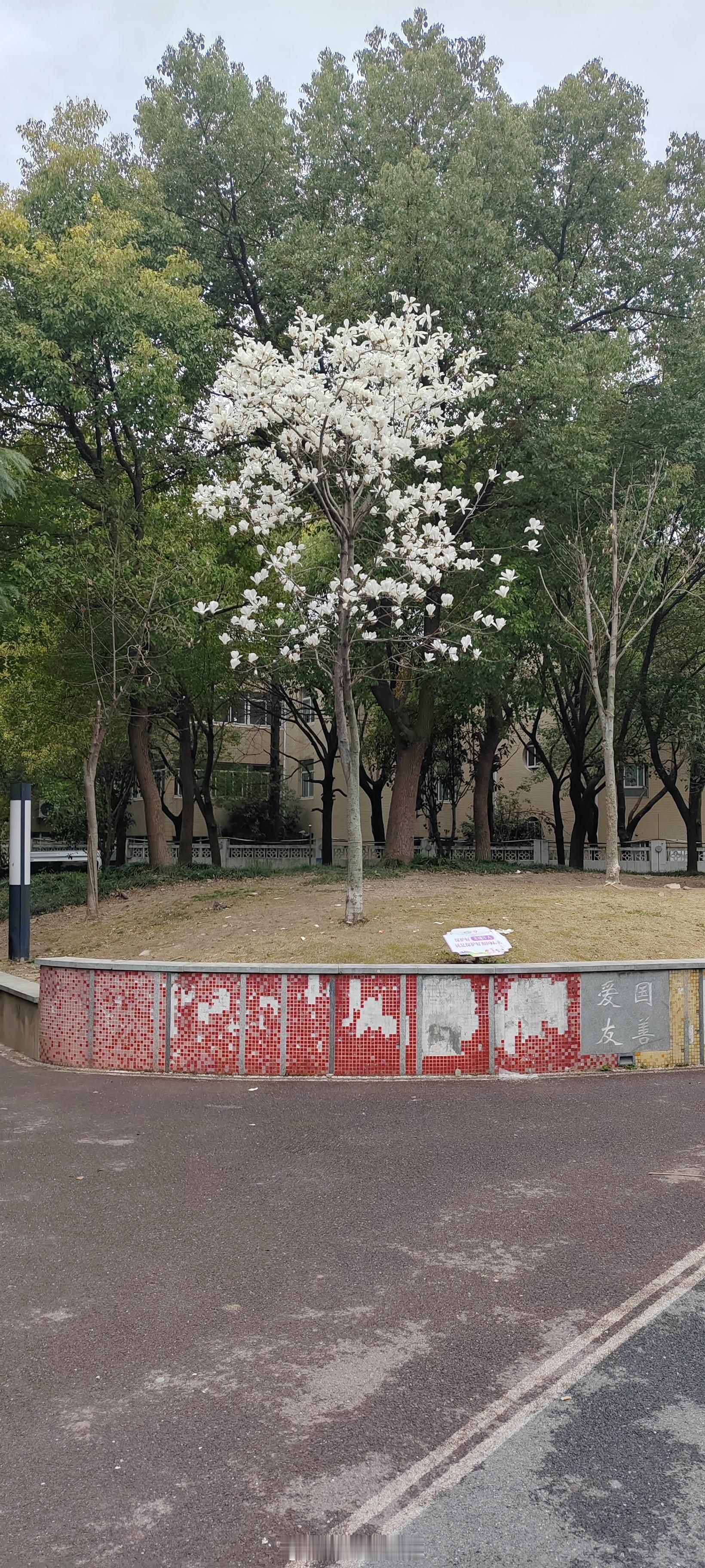 小区广场上的广玉兰含苞怒放！广玉兰与梅花一样，先开花，后长叶。生活手记