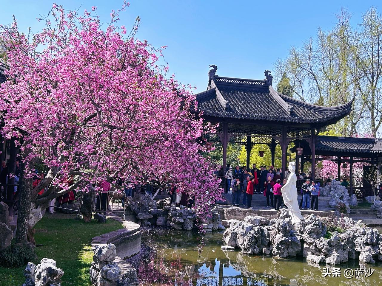 今天的南京莫愁湖美绝了，各种花都开了。有兴趣的朋友一定要来，