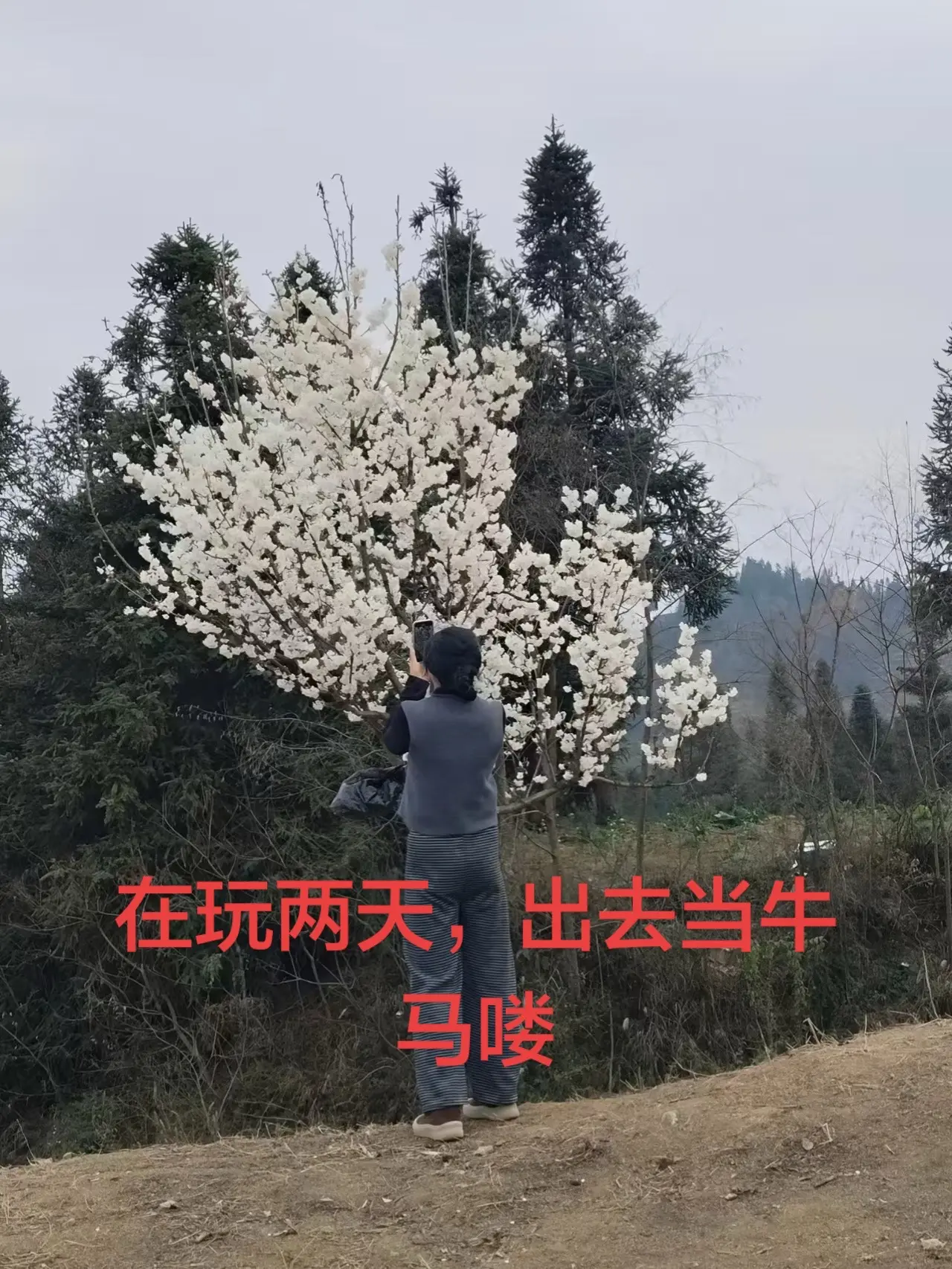 樱花开了
