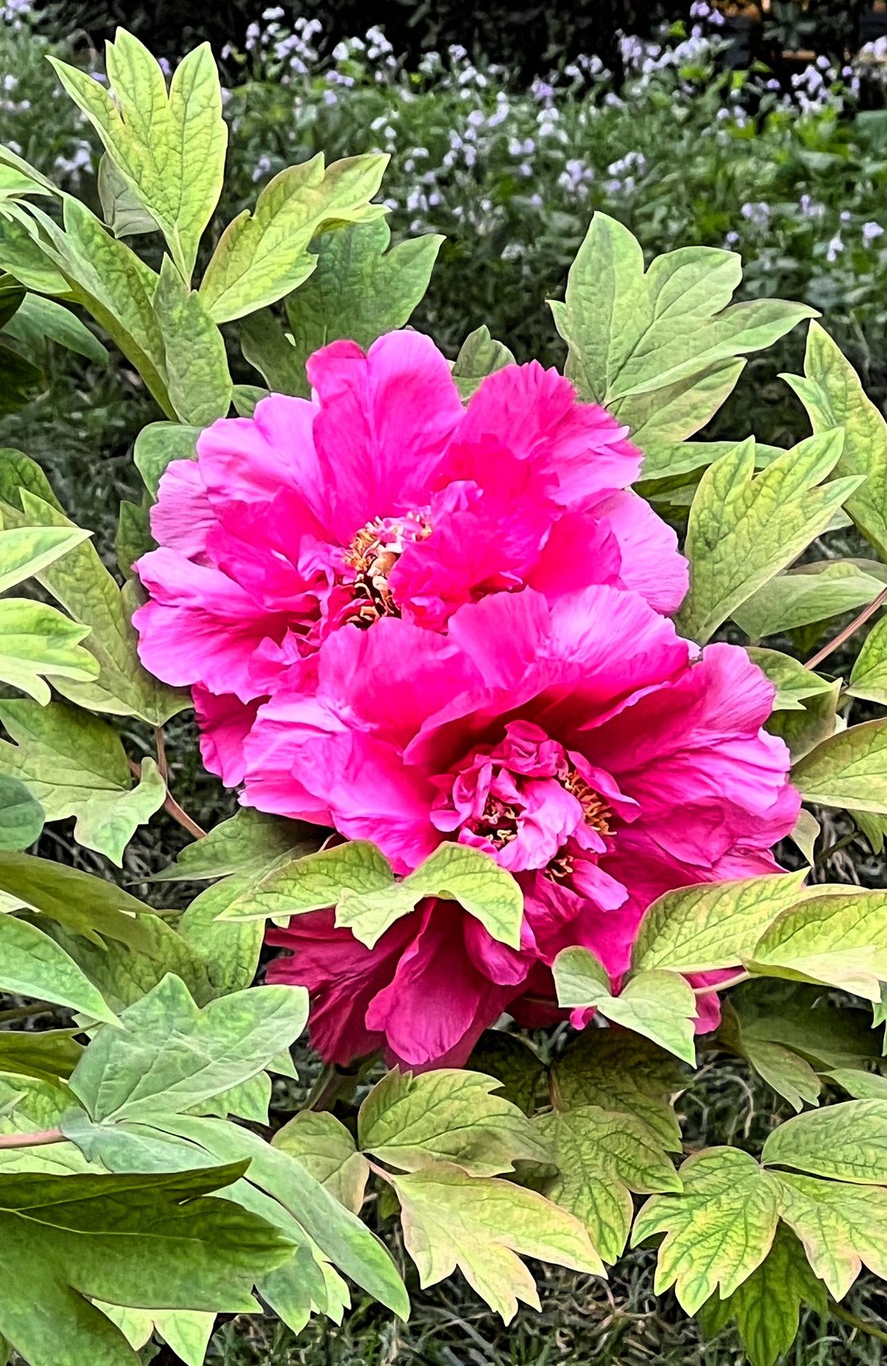 牡丹花开，国色天香，这美景谁能拒绝？四月是北京牡丹迎来最佳观赏期，各大公园的牡丹