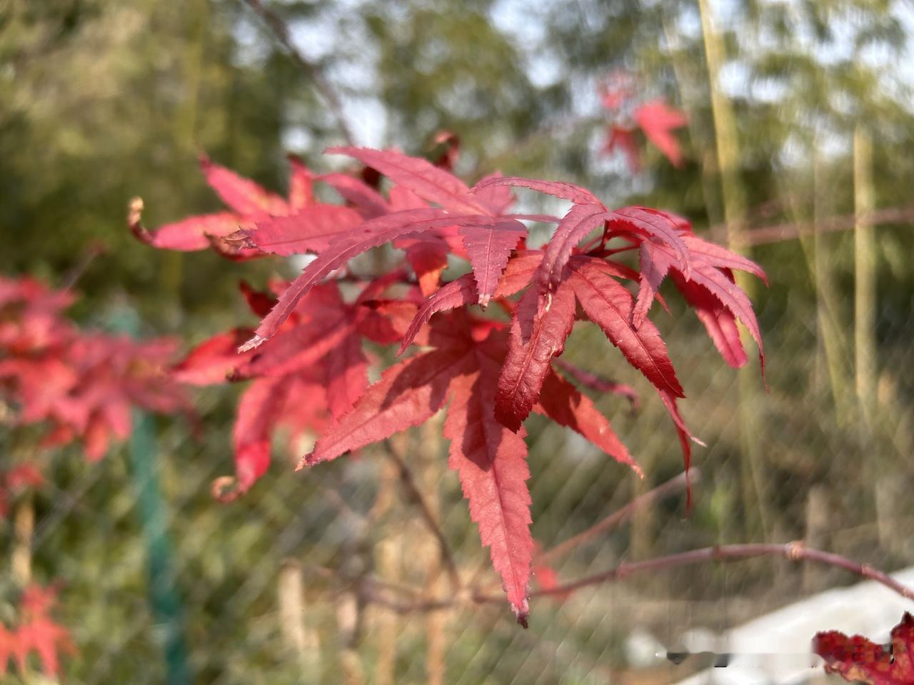 6000元租的农家小院很多人觉得贵，五室一厅的大房子，加上随意种植的土地，怎么会