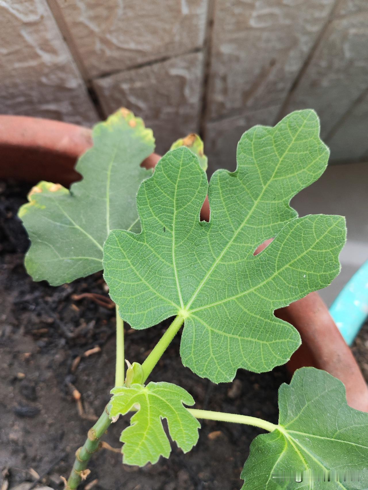 真心话茶局我的这颗无花果，长的实在是惨不忍睹。原本去年秋天我高压了，可能是高压的